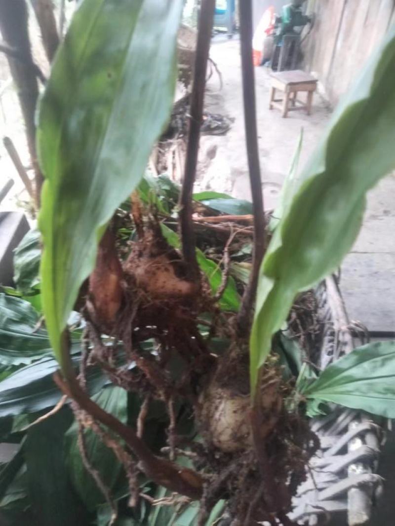 出售自家山上种植毛慈菇。
