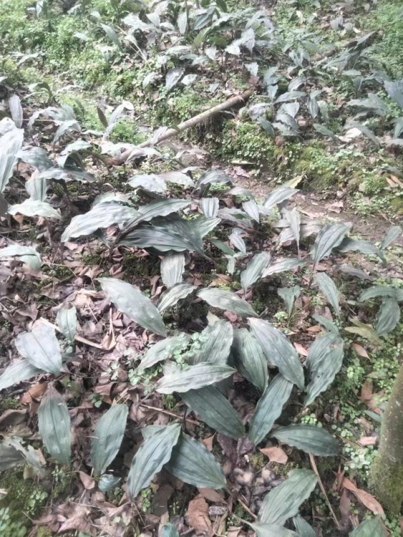 出售自家山上种植毛慈菇。