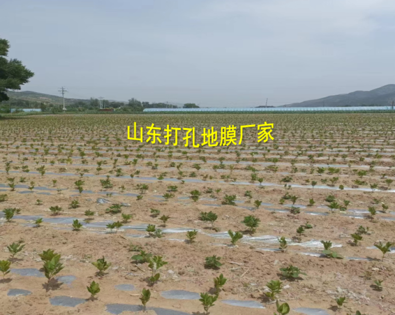 加厚农用薄膜药材专用膜苍术地黄粉防己生地打孔地膜银黑膜反