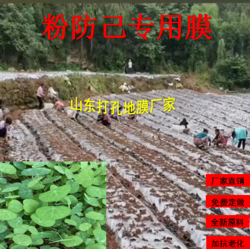 加厚农用薄膜药材专用膜苍术地黄粉防己生地打孔地膜银黑膜反