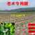 加厚农用薄膜药材专用膜苍术地黄粉防己生地打孔地膜银黑膜反