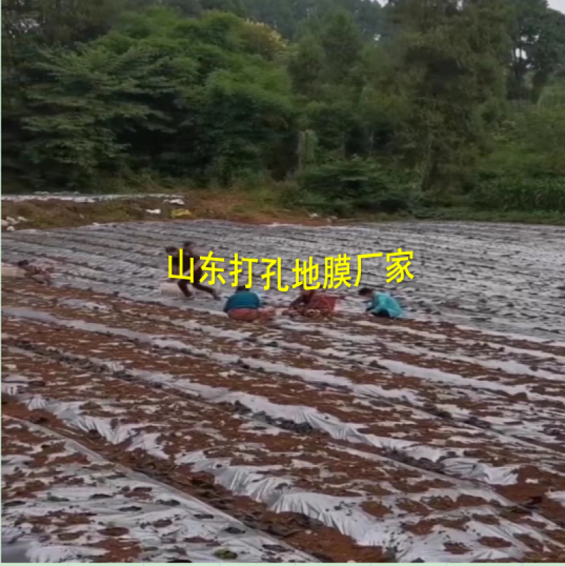加厚农用薄膜药材专用膜苍术地黄粉防己生地打孔地膜银黑膜反