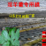 加厚农用薄膜药材专用膜苍术地黄粉防己生地打孔地膜银黑膜反