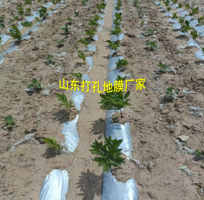 加厚农用薄膜药材专用膜苍术地黄粉防己生地打孔地膜银黑膜反