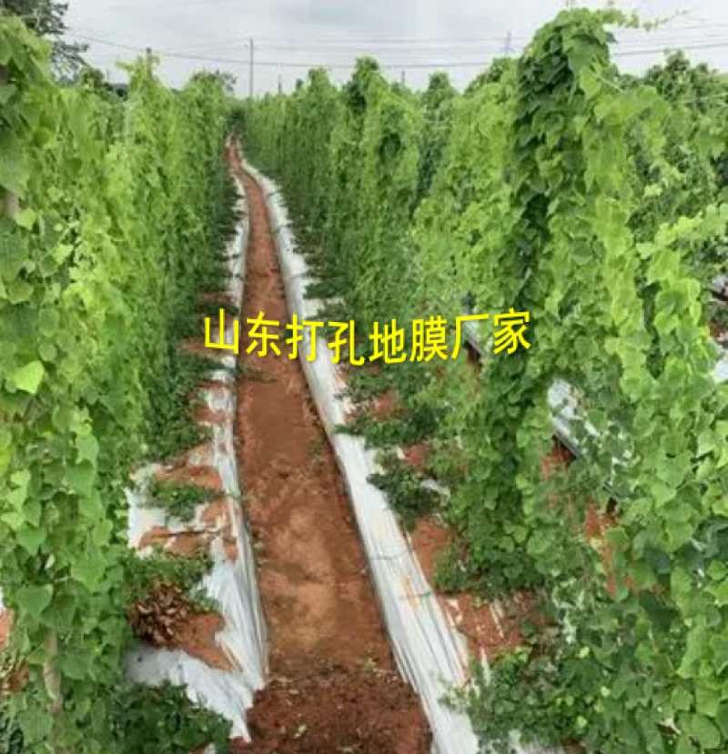 加厚农用薄膜药材专用膜苍术地黄粉防己生地打孔地膜银黑膜反