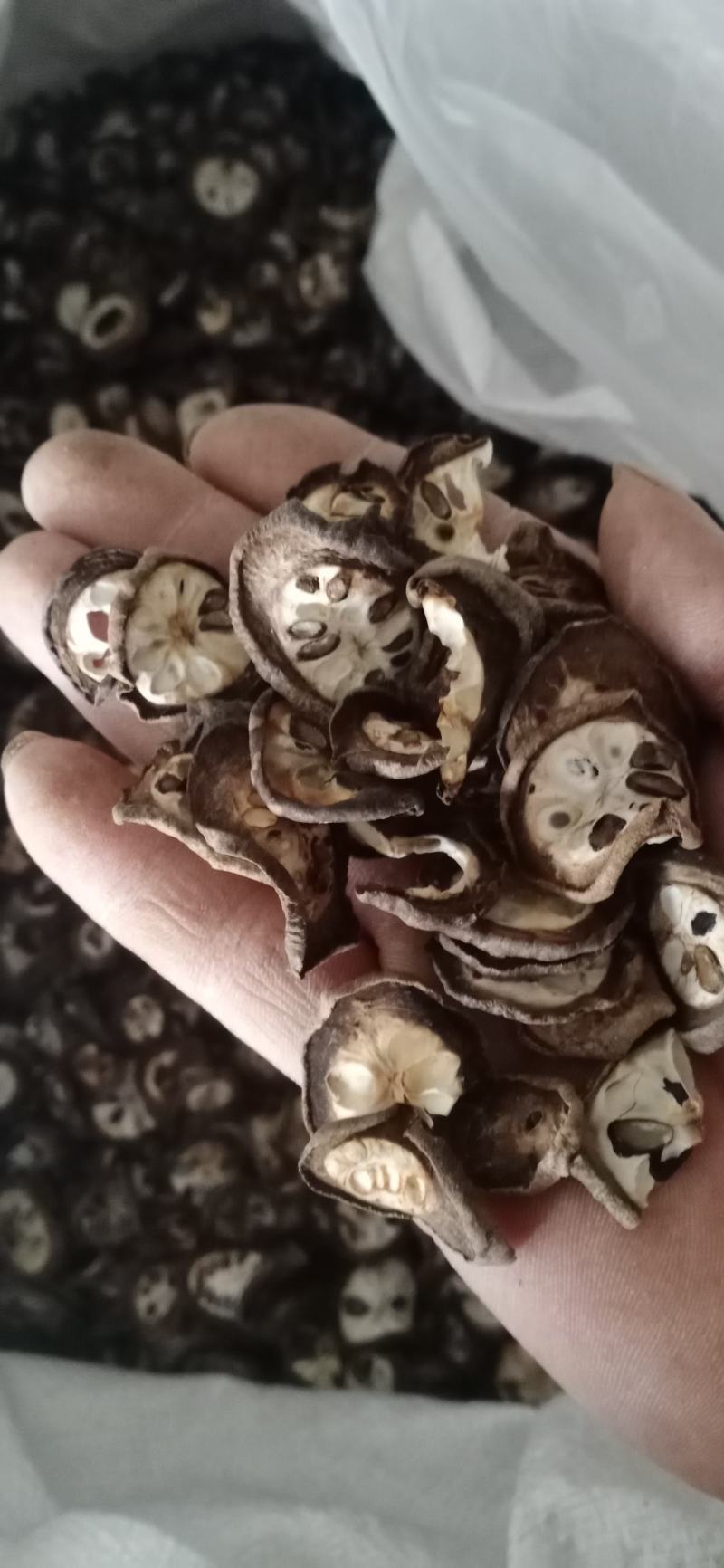 【预知子】八月扎产地湖北一手货源大货供应规格齐全量大优惠