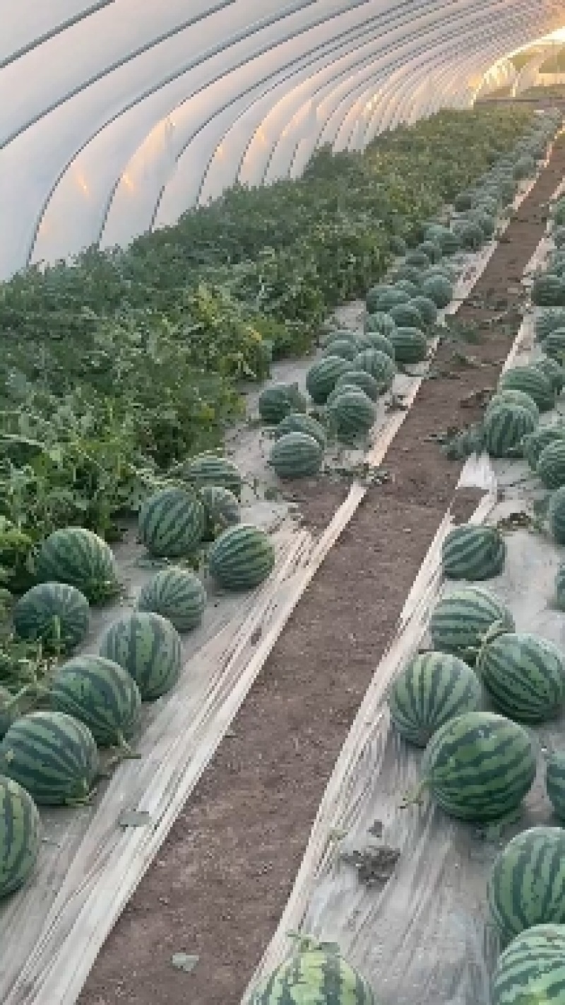 海南无籽美都西瓜无籽麒麟西瓜对接电商超市市场批发