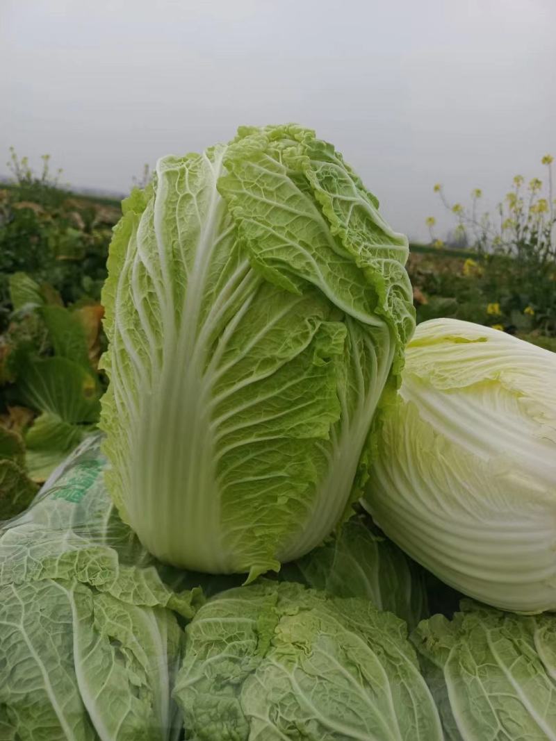 黄心白菜湖北精品白菜产地直发价格便宜对接食堂加工厂