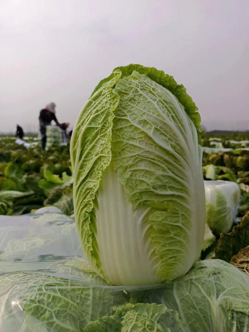 黄心白菜湖北精品白菜产地直发价格便宜对接食堂加工厂