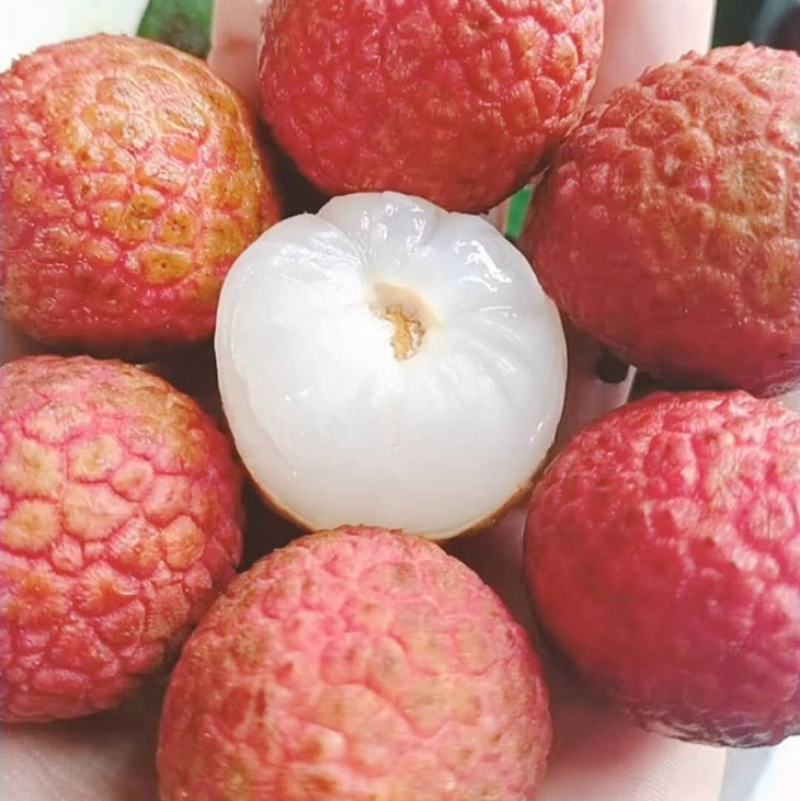 白糖罂妃子笑糯米糍桂味荔枝发全国代办批发