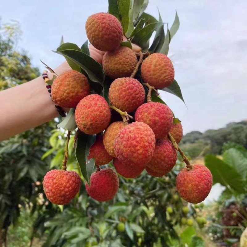 白糖罂妃子笑糯米糍桂味荔枝发全国代办批发
