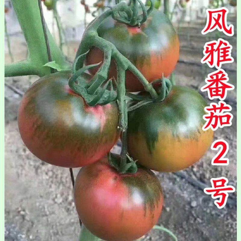 草莓西红柿苗绿冠草莓番茄苗草莓柿子苗鹰爪西红柿苗