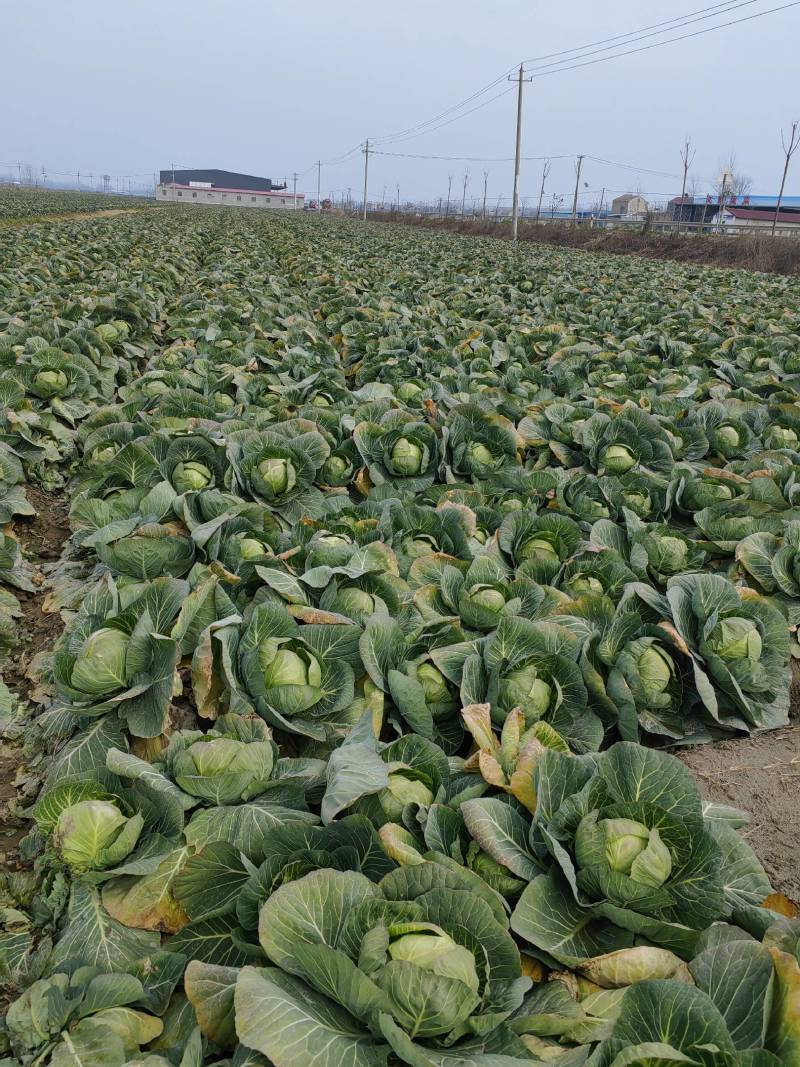 精品批发甘蓝大量上市万亩基地对接商超价格优惠欢迎联