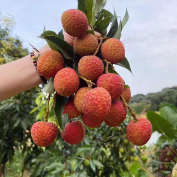 海南荔枝批发代发发全国