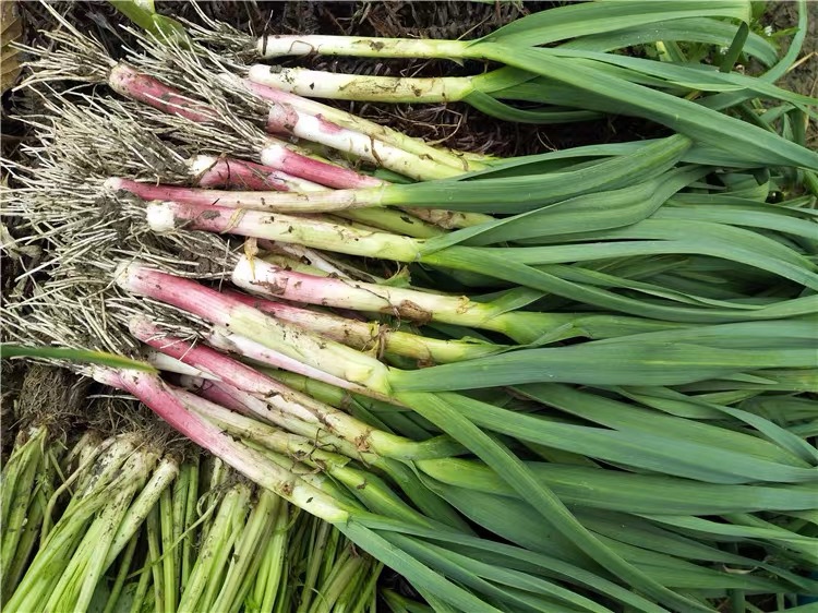 东北薇菜凉拌后呈深绿色,配以蒜泥与红椒,色泽诱人 东北薇菜凉拌成品图