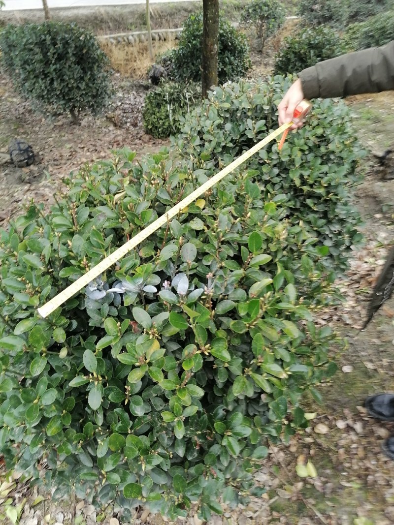 16杯万年青大杯，万年青批发基地，万年青工程苗子