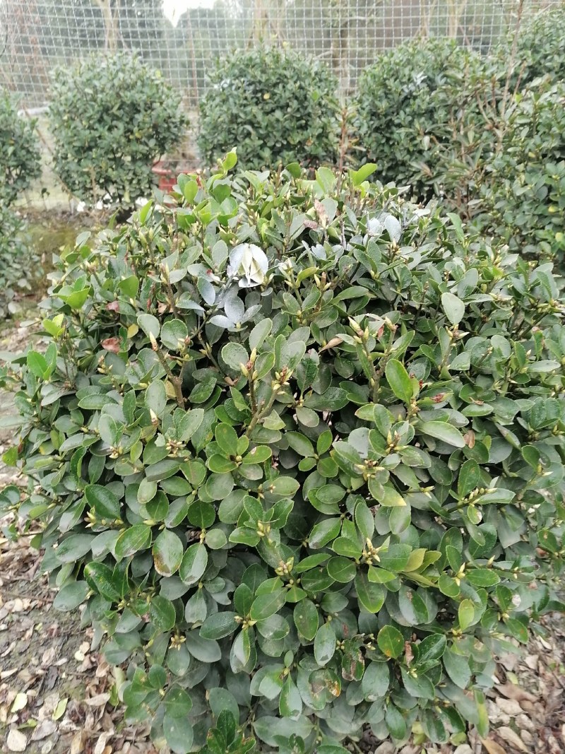 16杯万年青大杯，万年青批发基地，万年青工程苗子