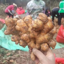 云南小黄姜市场货(包物流老辣块头大黄土带纸箱