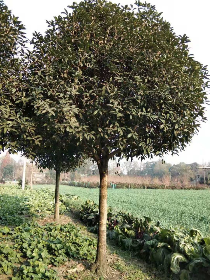 桂花工程苗出售，金桂八月桂朱砂桂丹桂，高杆桂花基地