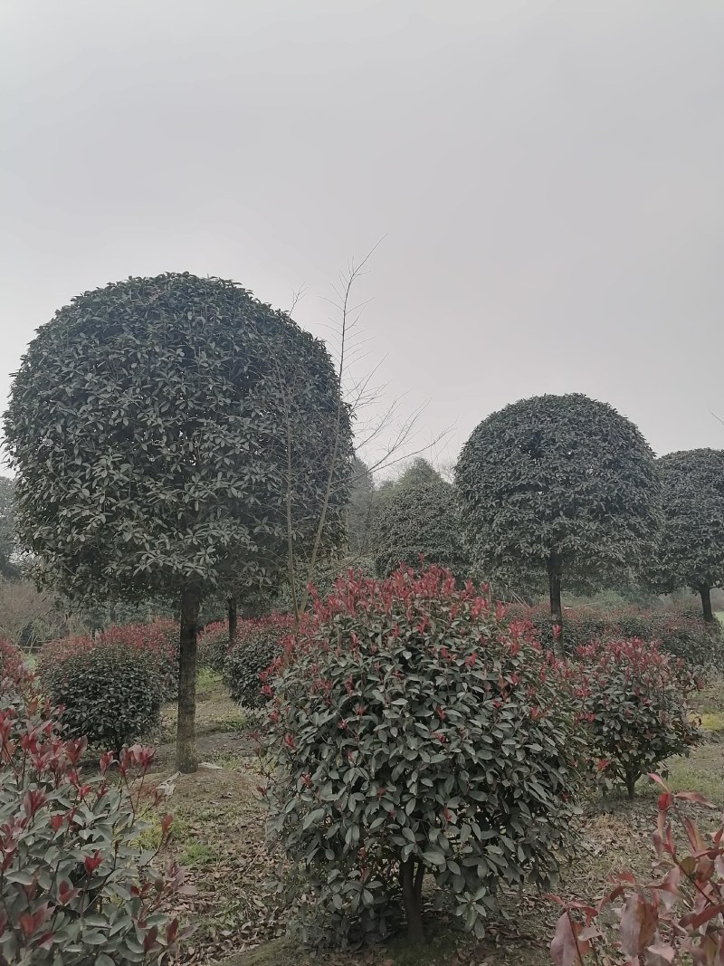 桂花工程苗出售，金桂八月桂朱砂桂丹桂，高杆桂花基地