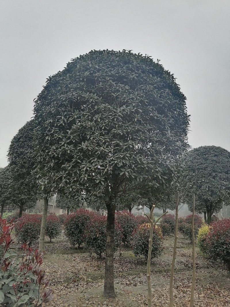 桂花工程苗出售，金桂八月桂朱砂桂丹桂，高杆桂花基地