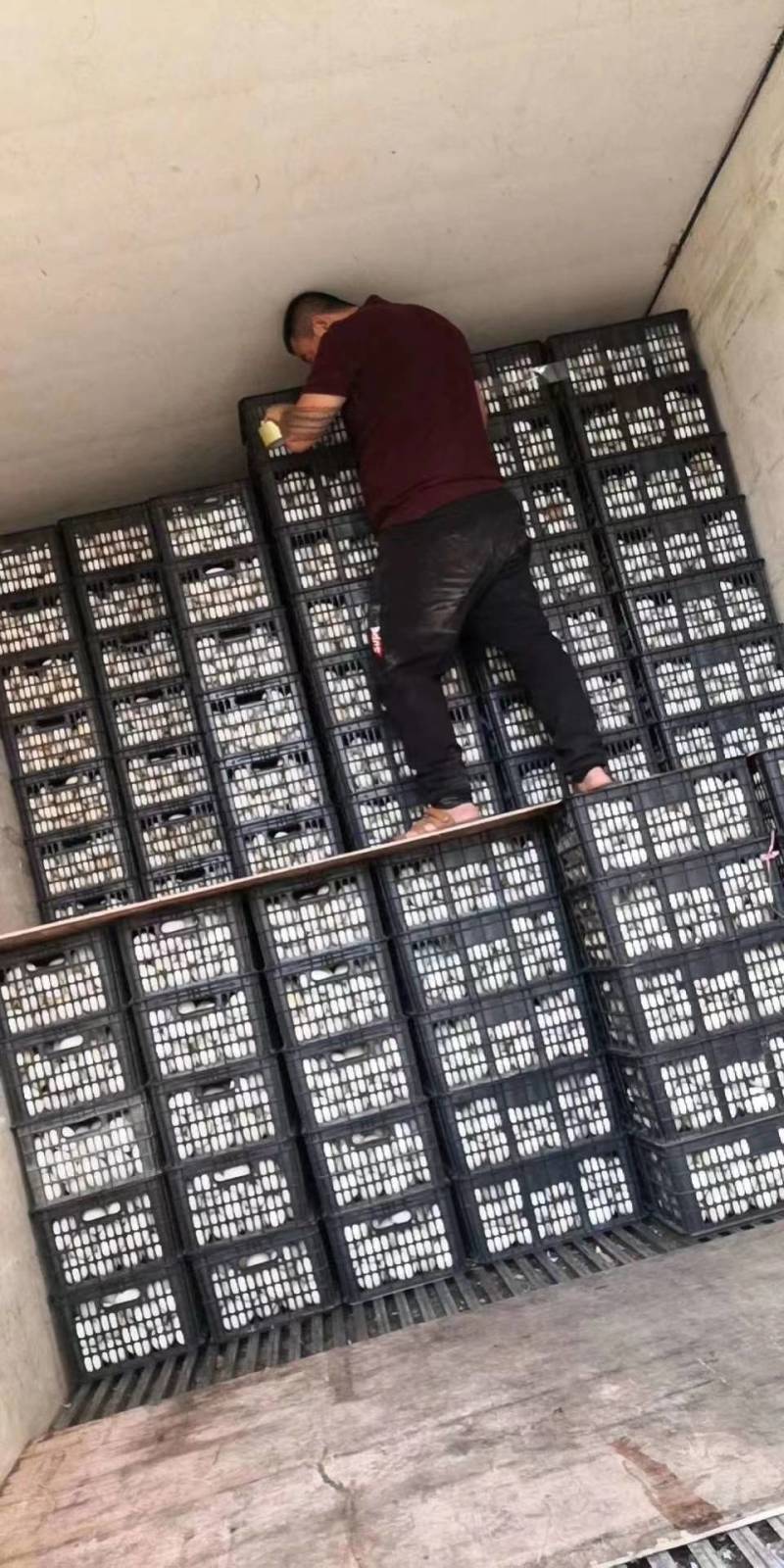 【精品鹅蛋】广东农批鹅蛋品质保证全国发货欢迎咨询