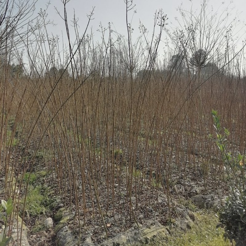 红花紫薇条子批发基地，出售各种规格的紫薇小苗和紫薇树