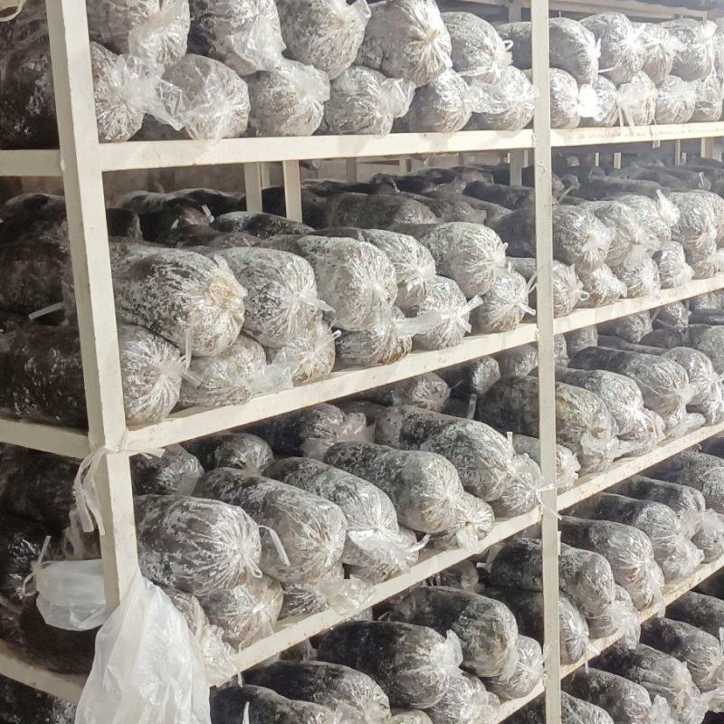 平菇种子，母种，二级原种，三级栽培种