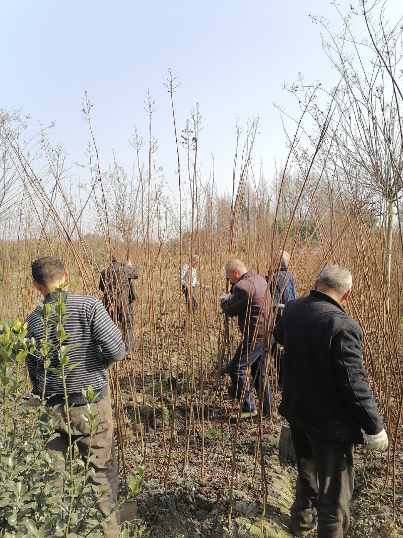 红花紫薇条子批发基地，出售各种规格的紫薇小苗和紫薇树