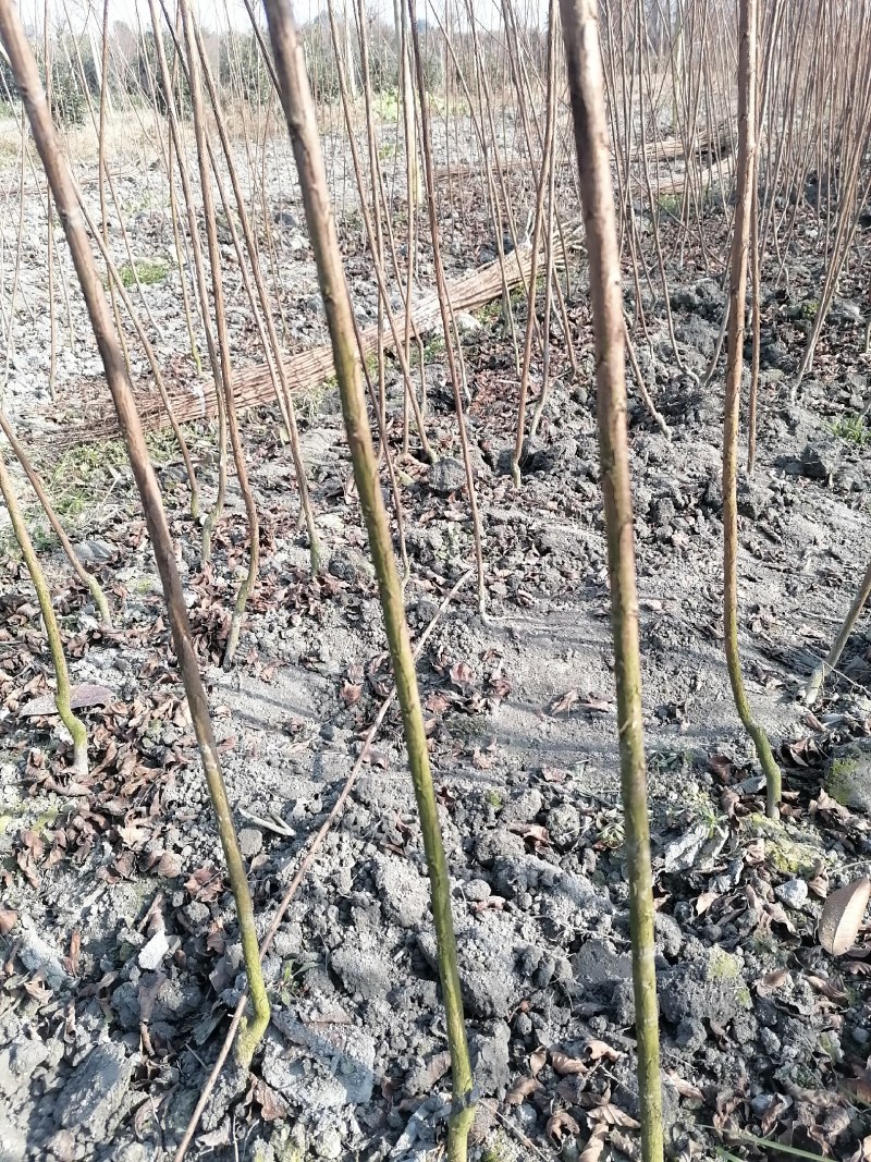 红花紫薇条子批发基地，出售各种规格的紫薇小苗和紫薇树