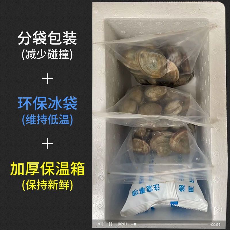 蛤蜊海鲜水产美贝文蛤贝类大美贝批发