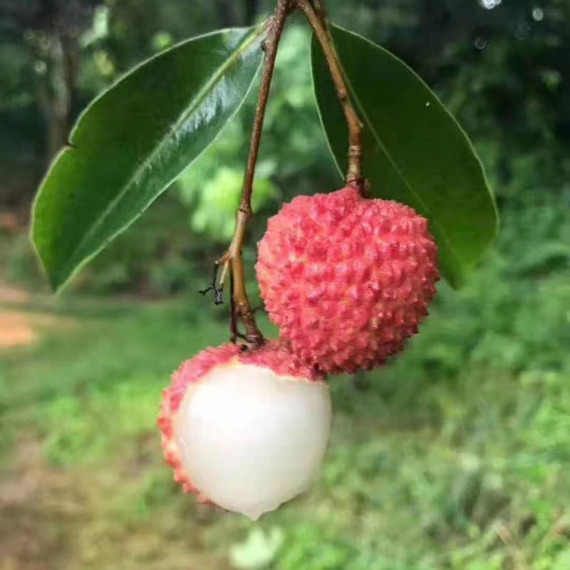 高州妃子笑抢鲜上架全国包邮产地直销批发