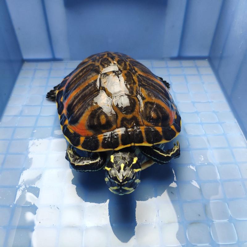 火焰龟母龟健康全品发色漂亮可放鱼缸深水观赏宠物龟