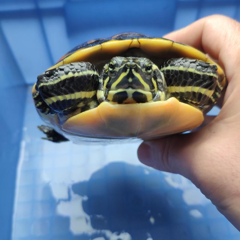 火焰龟母龟健康全品发色漂亮可放鱼缸深水观赏宠物龟