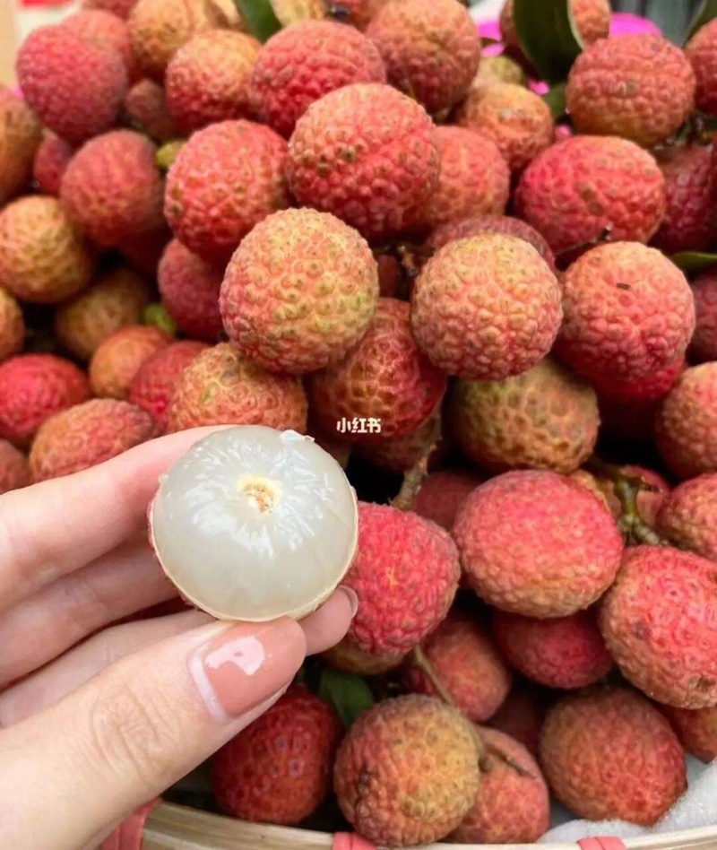 实力供荔枝发全国可批发代办