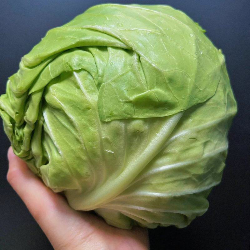 【精品甘蓝菜】产地直供，品质保证，欢迎致电咨询实地考察