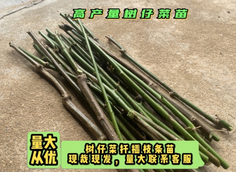 树仔菜扦插苗高产苗