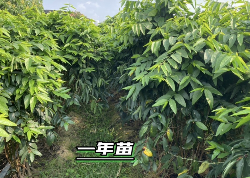 树仔菜扦插苗高产苗