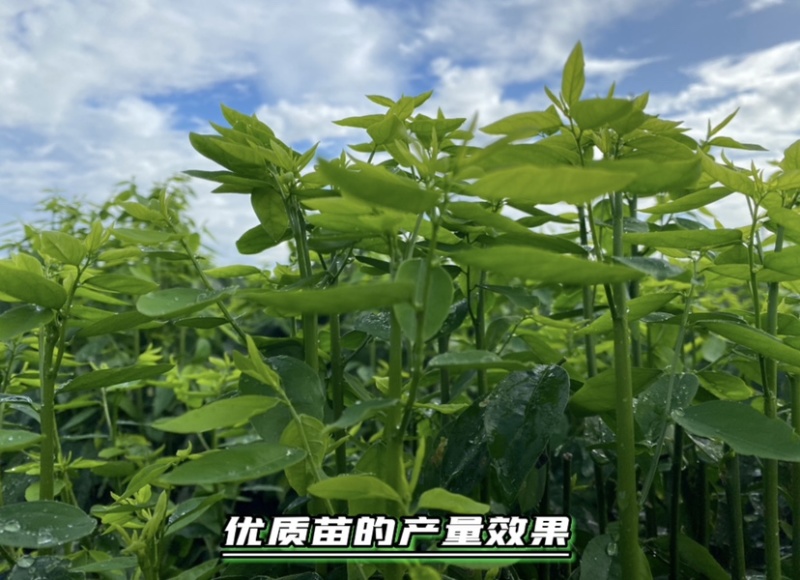 树仔菜扦插苗高产苗