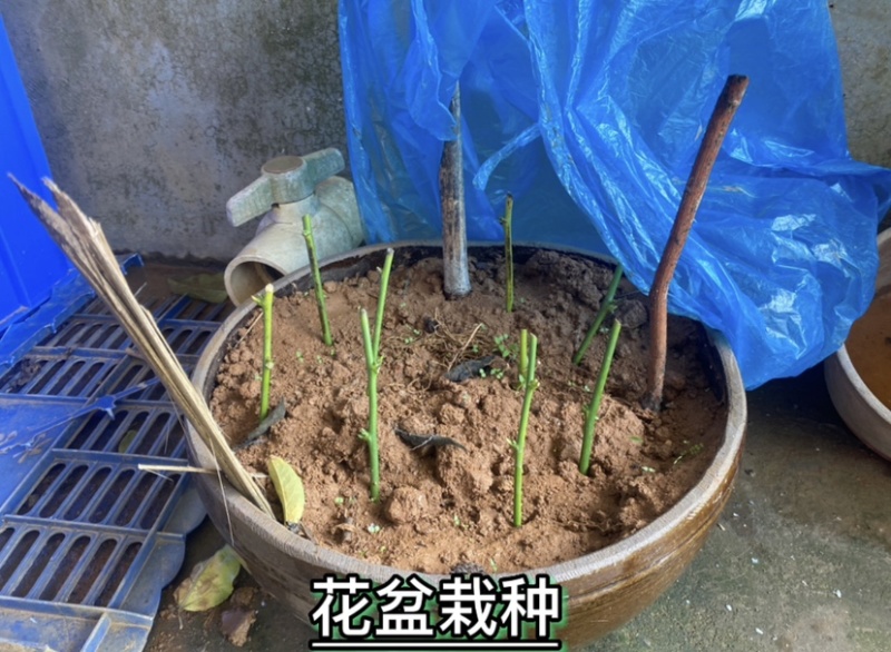 树仔菜扦插苗高产苗