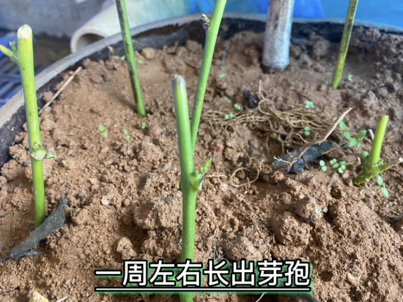 树仔菜扦插苗高产苗