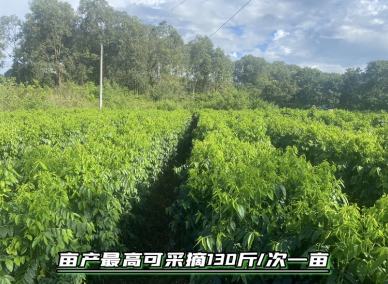 树仔菜扦插苗高产苗