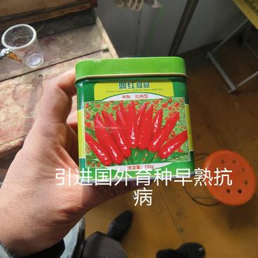 鼎红朝天椒种子早熟抗病型抗重茬一般800斤可达1580斤
