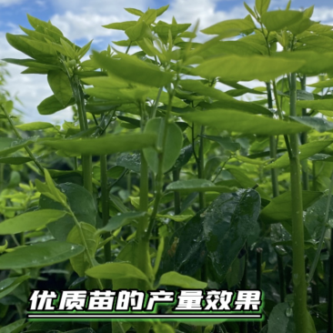 树仔菜扦插苗高产苗
