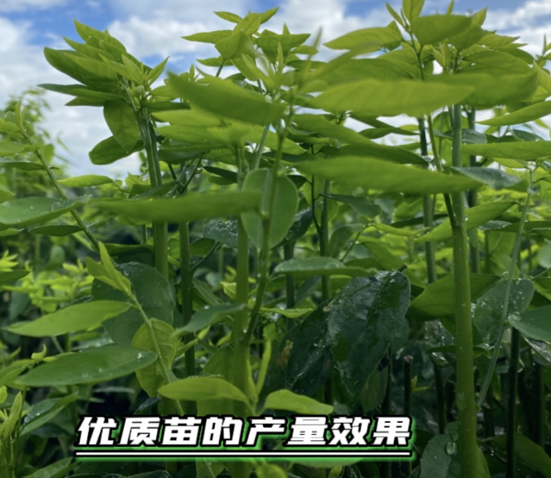 树仔菜扦插苗高产苗