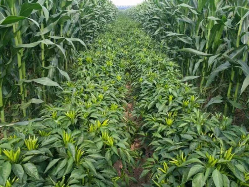 鼎红朝天椒种子早熟抗病型抗重茬一般800斤可达1580斤