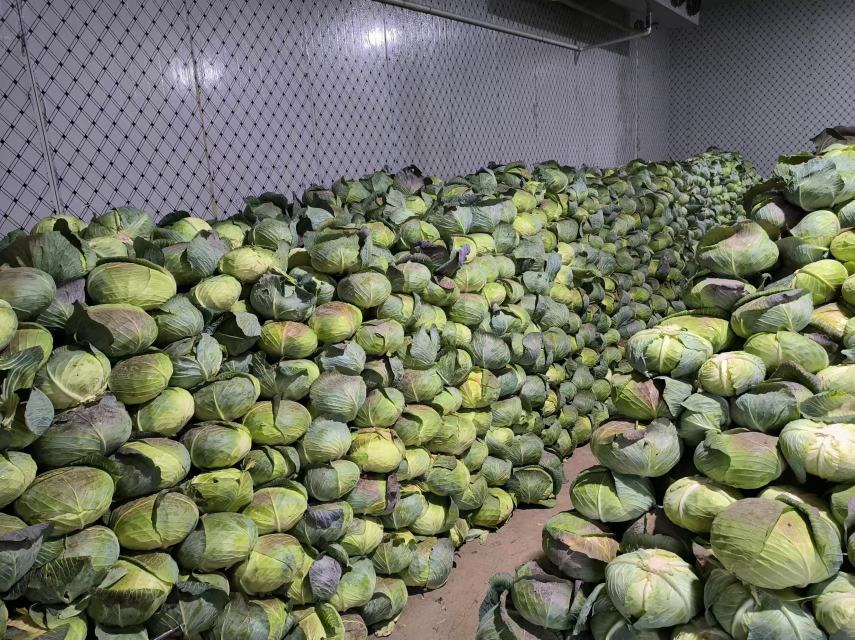 一个农村集市的蔬菜摊位上整齐摆放着三种类型的圆包菜:绿色紧实型、紫色亮泽型和褶皱叶型,背景有农民正在称重销售,周围有其他新鲜蔬菜如胡萝卜、洋葱等,体现原生态农产品交易场景 农贸市场摊位上的多种圆包菜展示