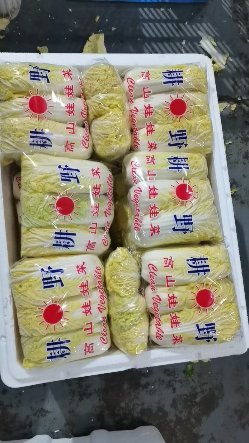 河北邯郸精品娃娃菜产地直发大小娃娃菜都有