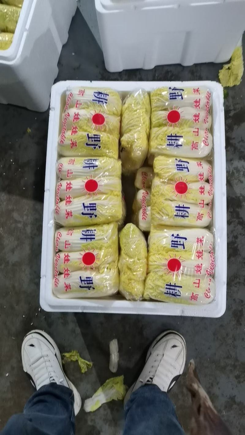 河北邯郸精品娃娃菜产地直发大小娃娃菜都有