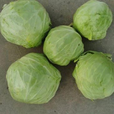 冷库包菜价格低